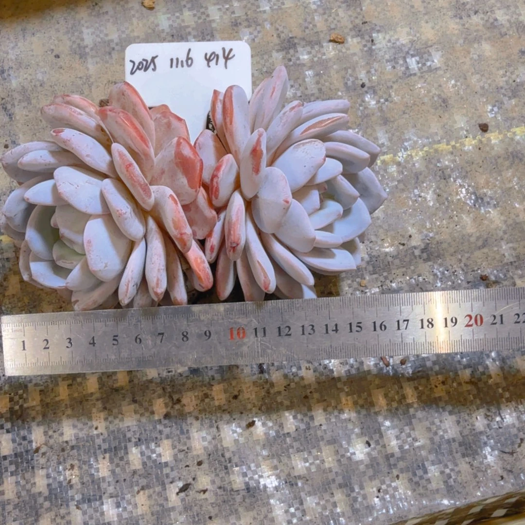 一物一拍奶盖子414