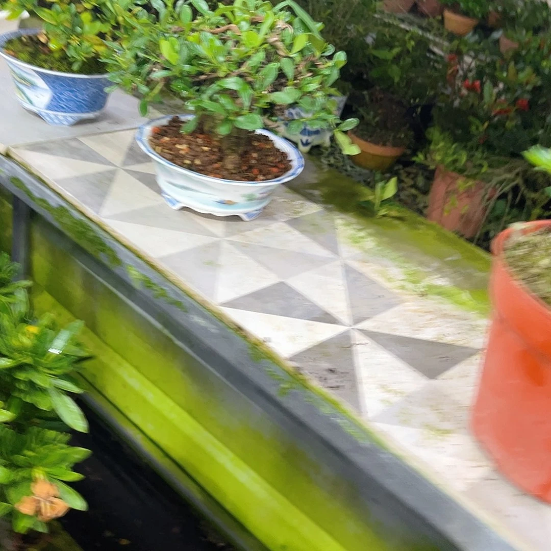 @*待秋蝉栀子花链接