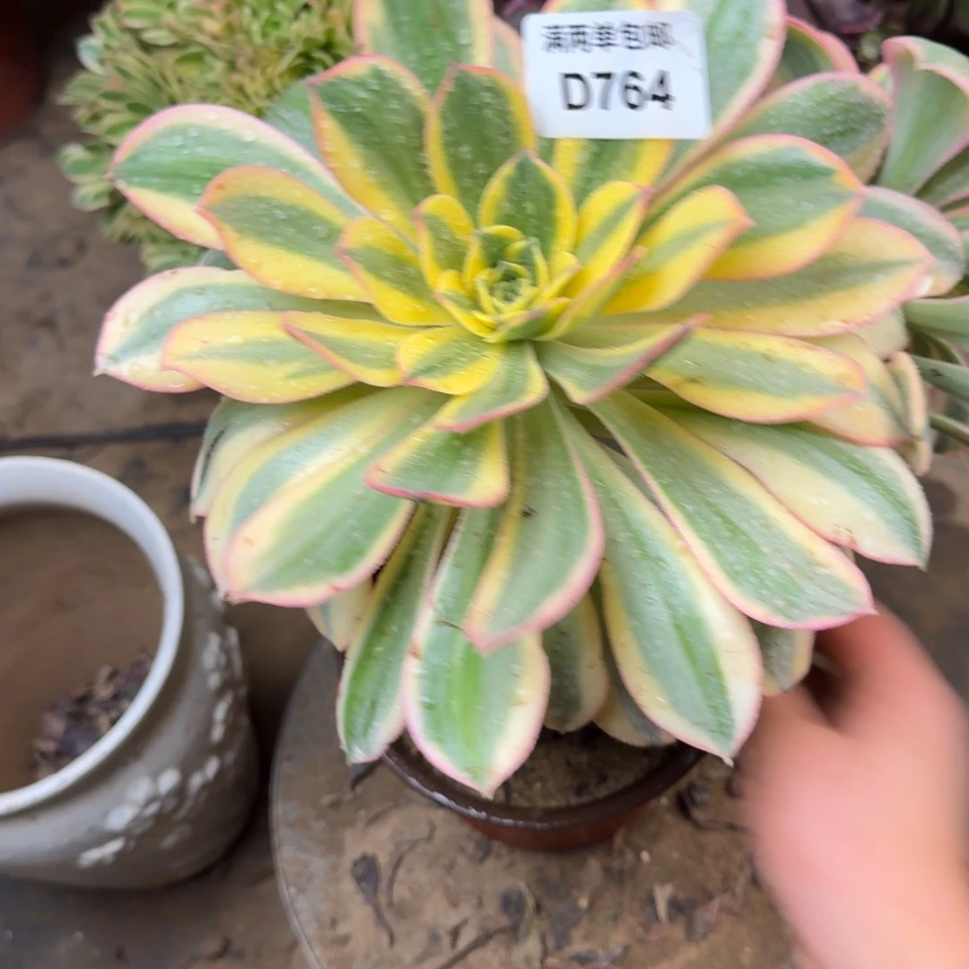 764灿烂法师多肉