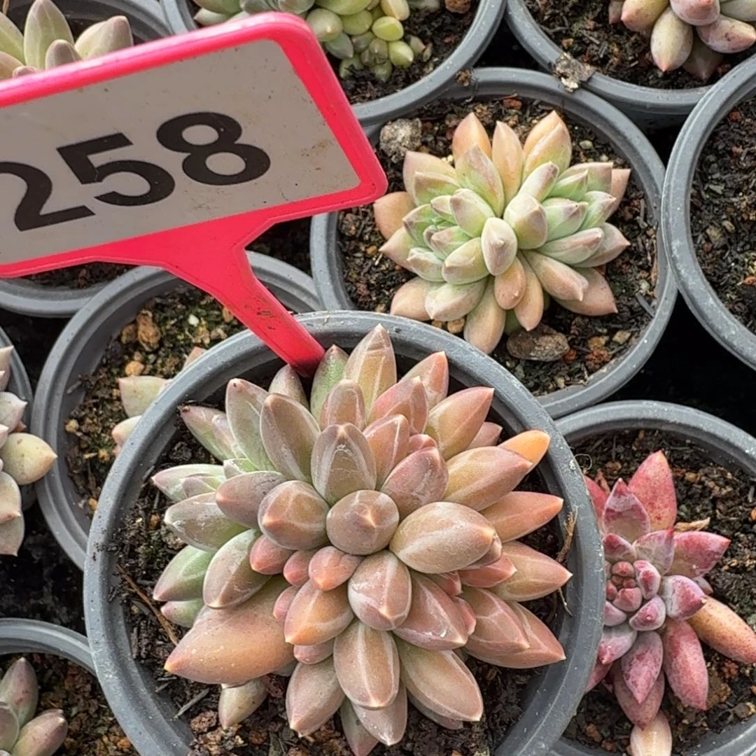 伊卡鲁斯一物一拍258