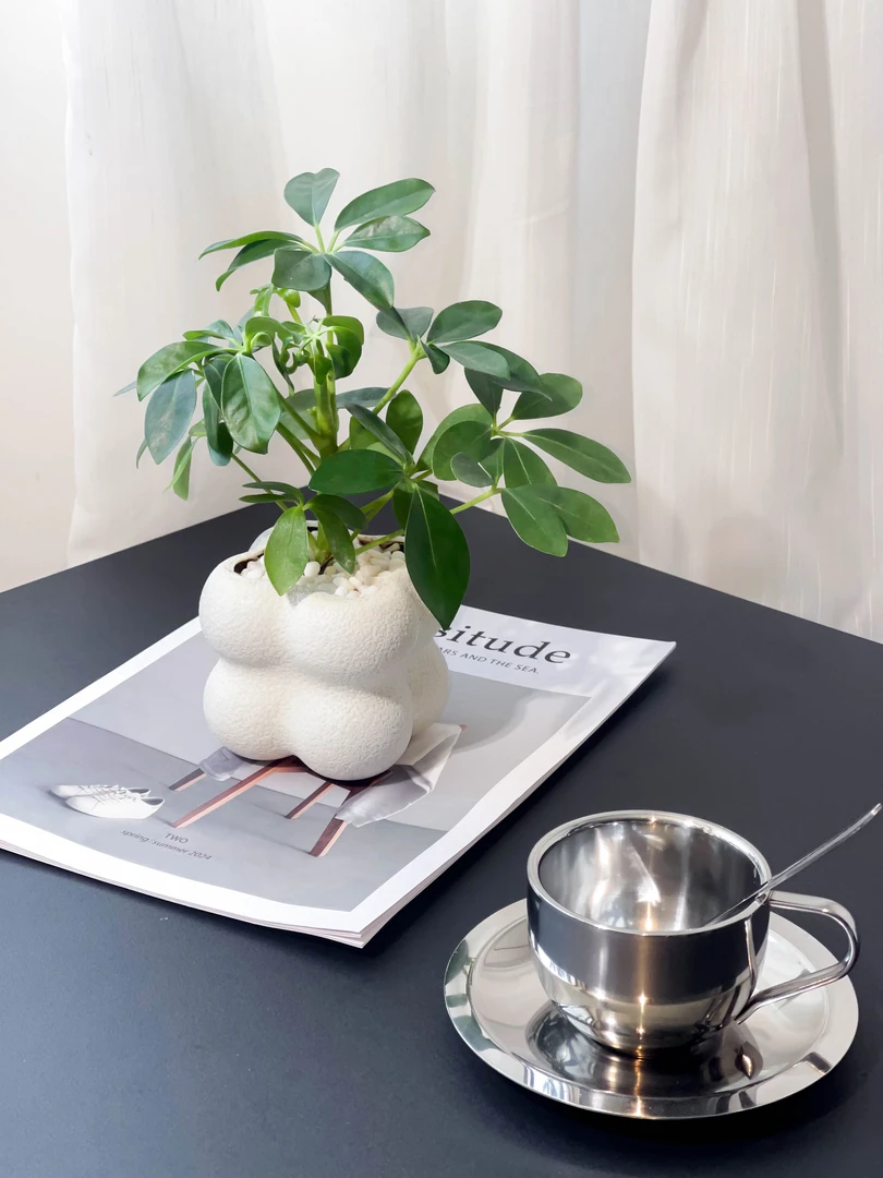 七叶莲客厅绿植土培耐阴正宗基地直销好养护绿植净化空气