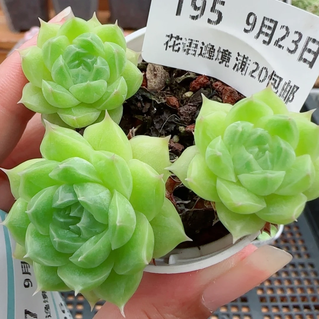 花语逸镜0923-195包子