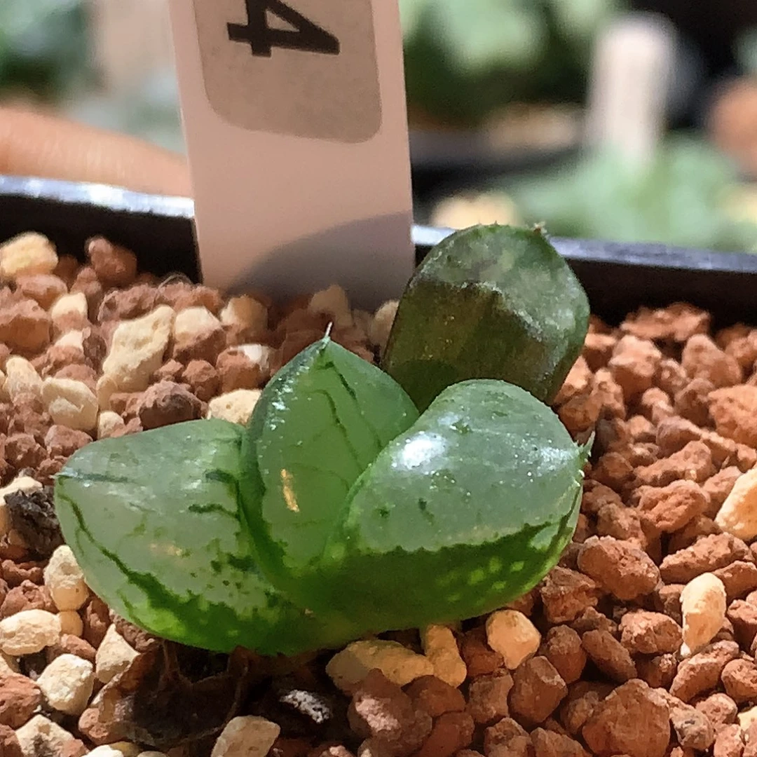 实生裹克 尺寸3.1cm 074号