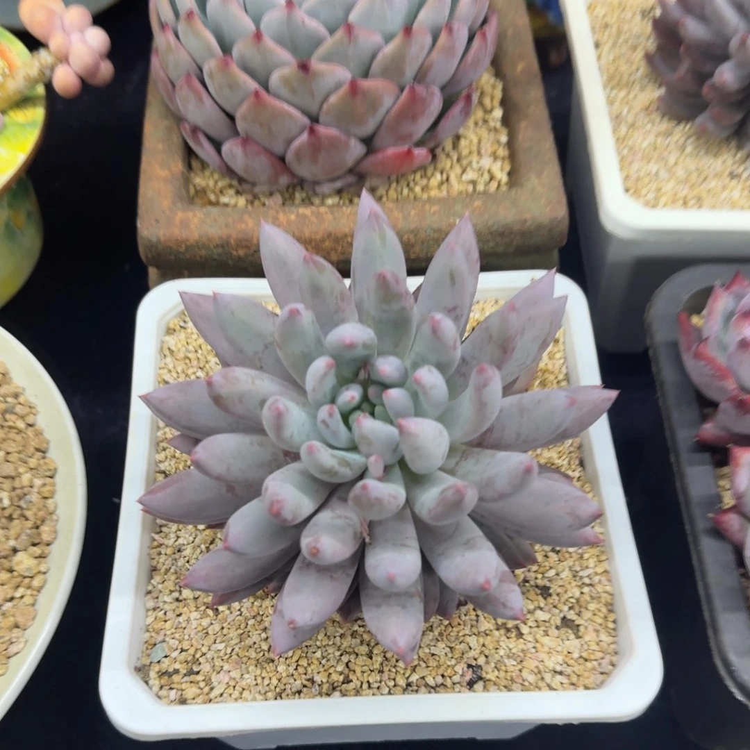 多肉植物多肉植物