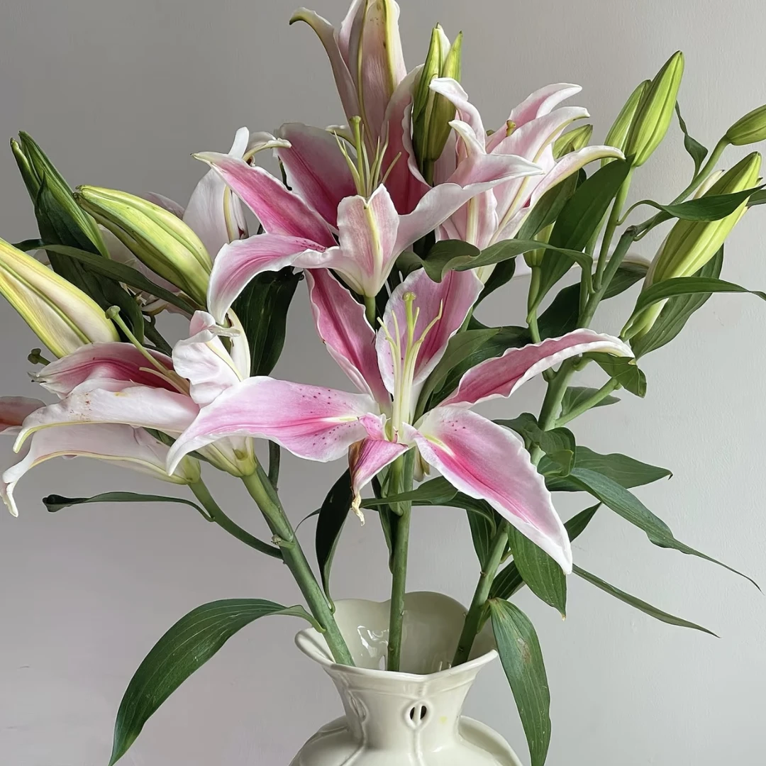 【索尔邦3头百合】5枝15个花头 冷丰鲜花基地直发