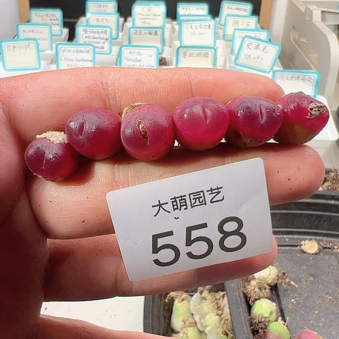 0000558 一物一拍……