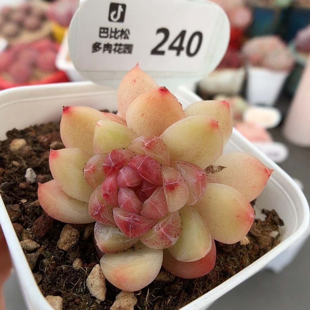 240钻石珍妮多肉植物