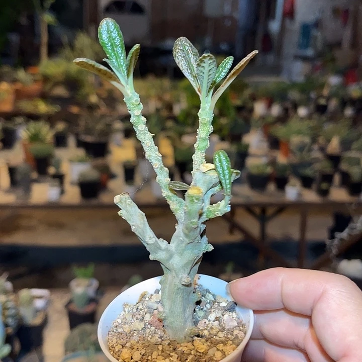 无花朵泡泡叶巨琉桑一物一拍