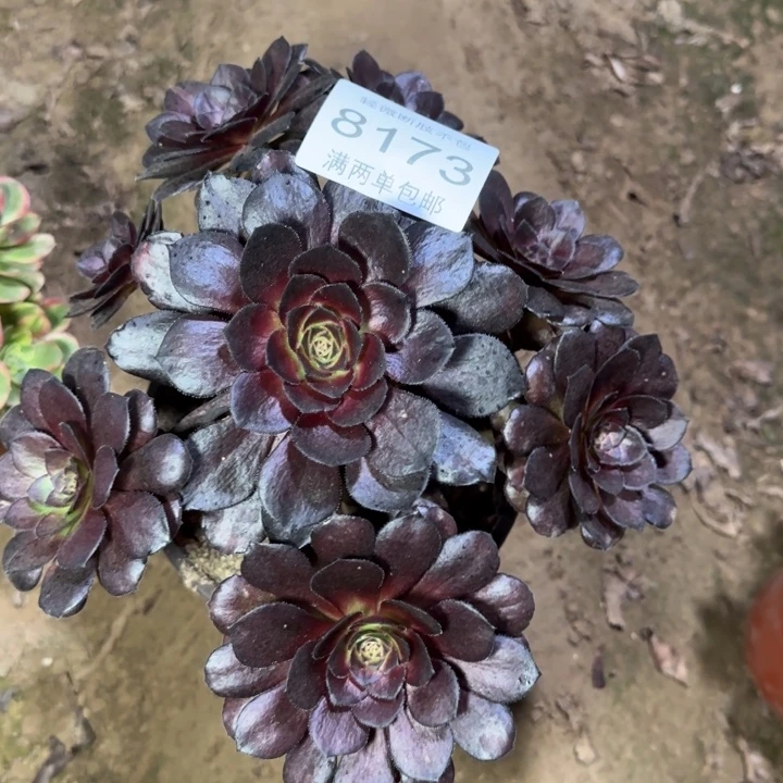 8173黑美多肉植物