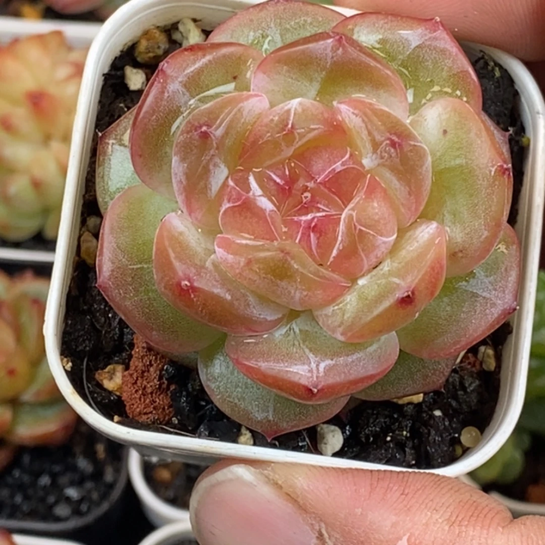 天官赐福百无禁忌