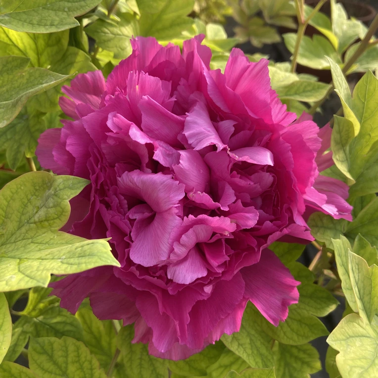 【年宵花牡丹】洛阳基地直发原盆原土元旦过年开