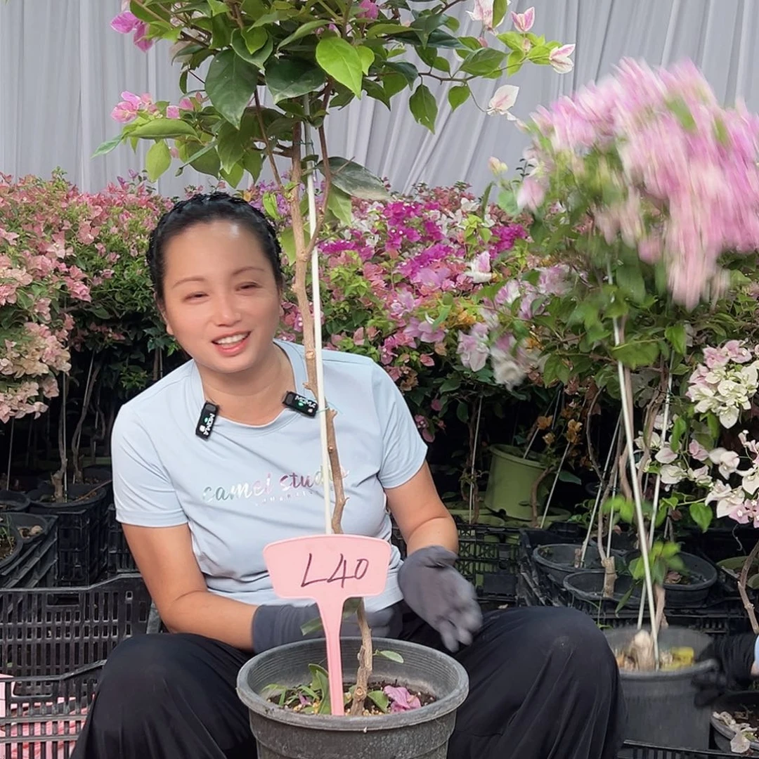 玻****当前无花栽培后可以开花L40漳红樱