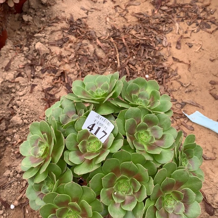 417沙拉碗大绣球1号