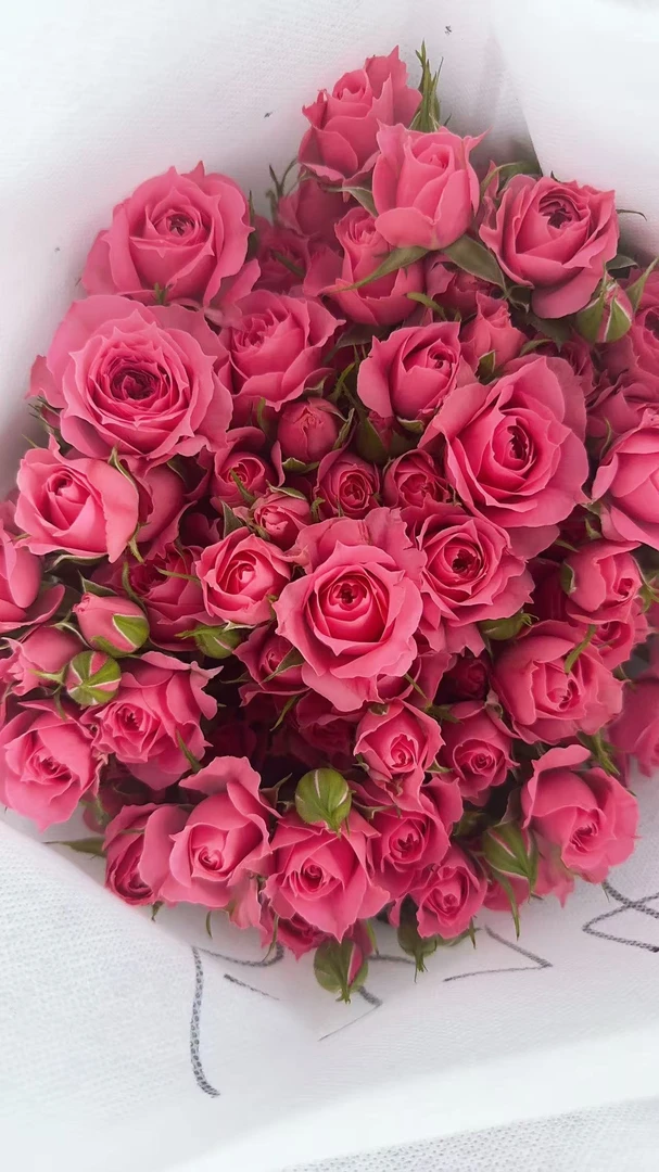 苏菲宝贝多头玫瑰