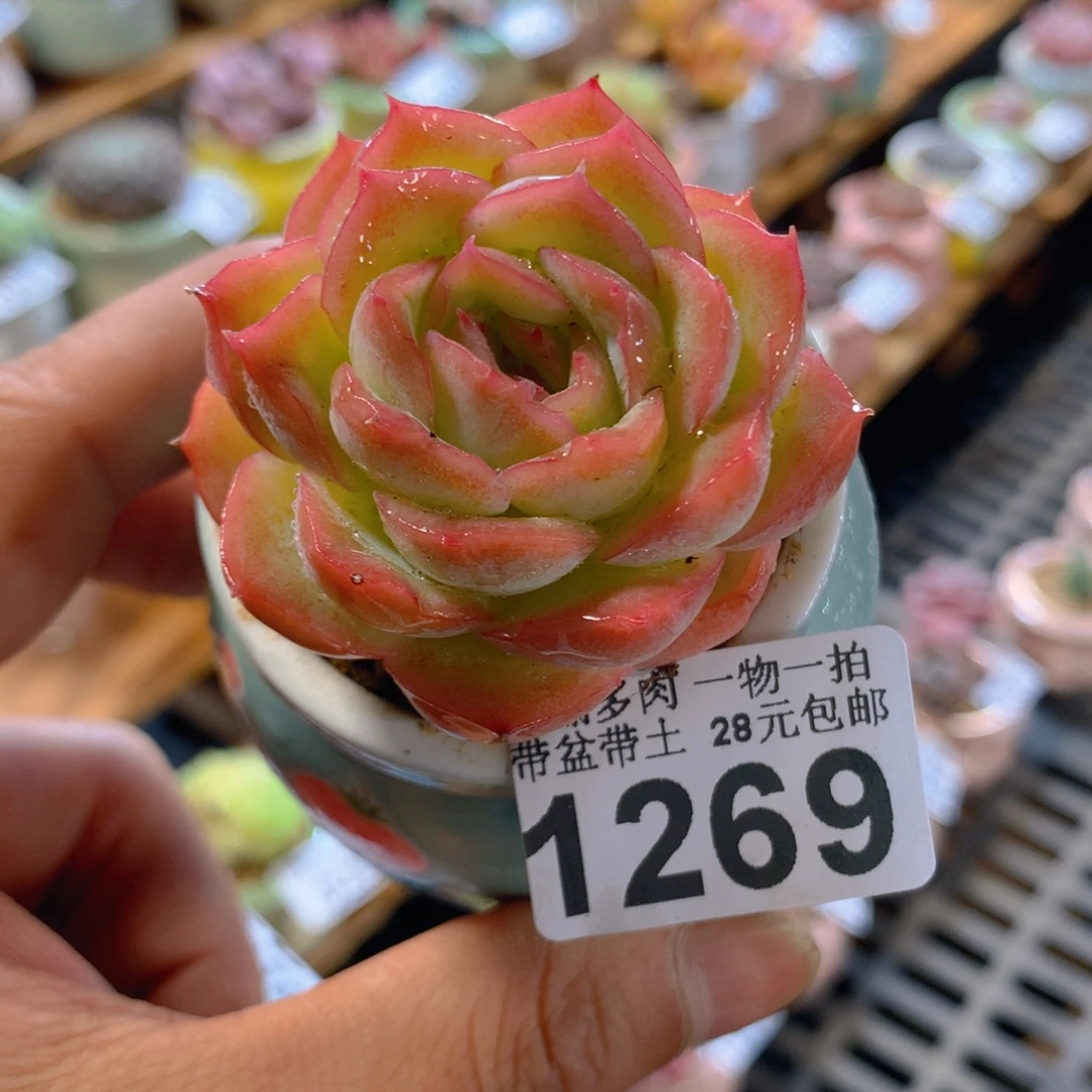 精控多肉植物1269