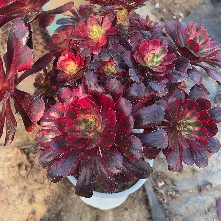 2.16-1张奶奶多肉植物