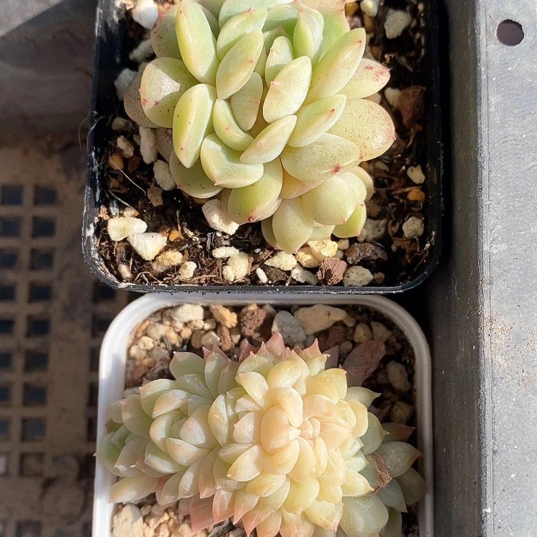 响当当了就很棒哦小