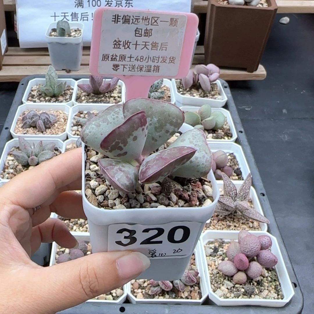 320爱心多肉植物
