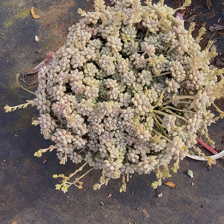 丸叶姬秋丽29.8多肉老桩飘枝，掉头不售后