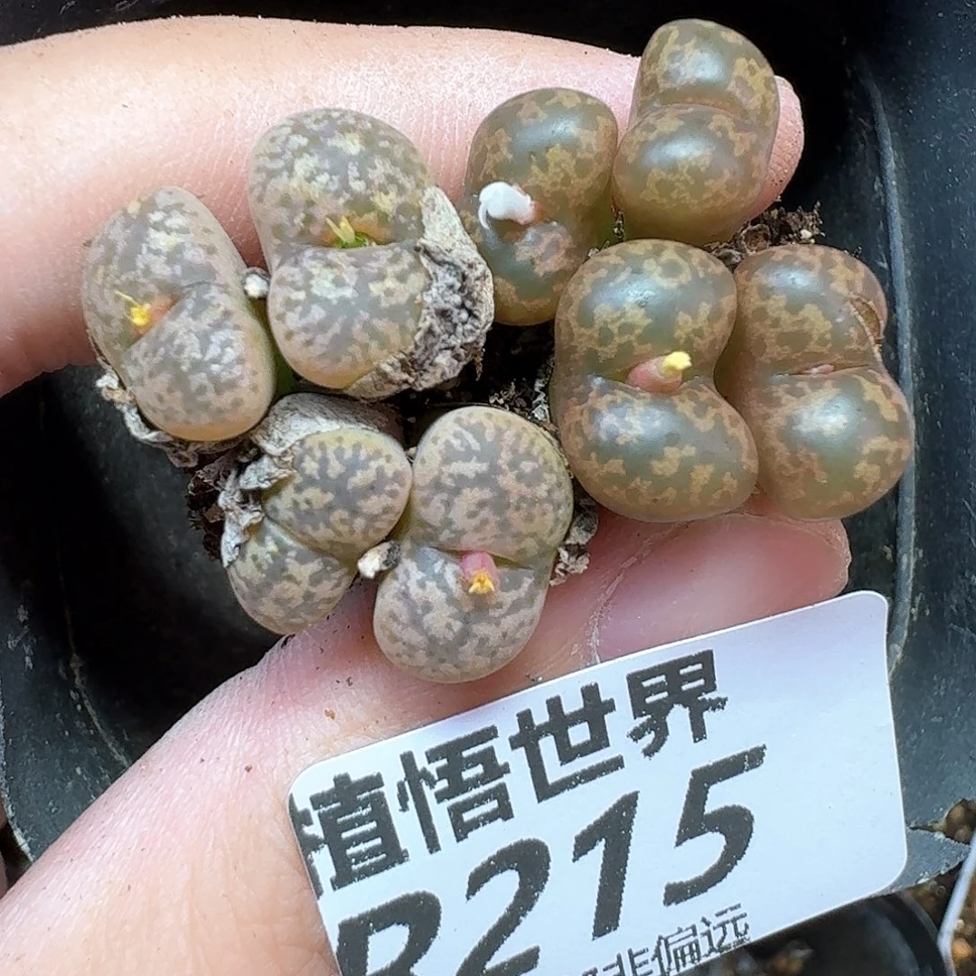 多肉植物多肉植物