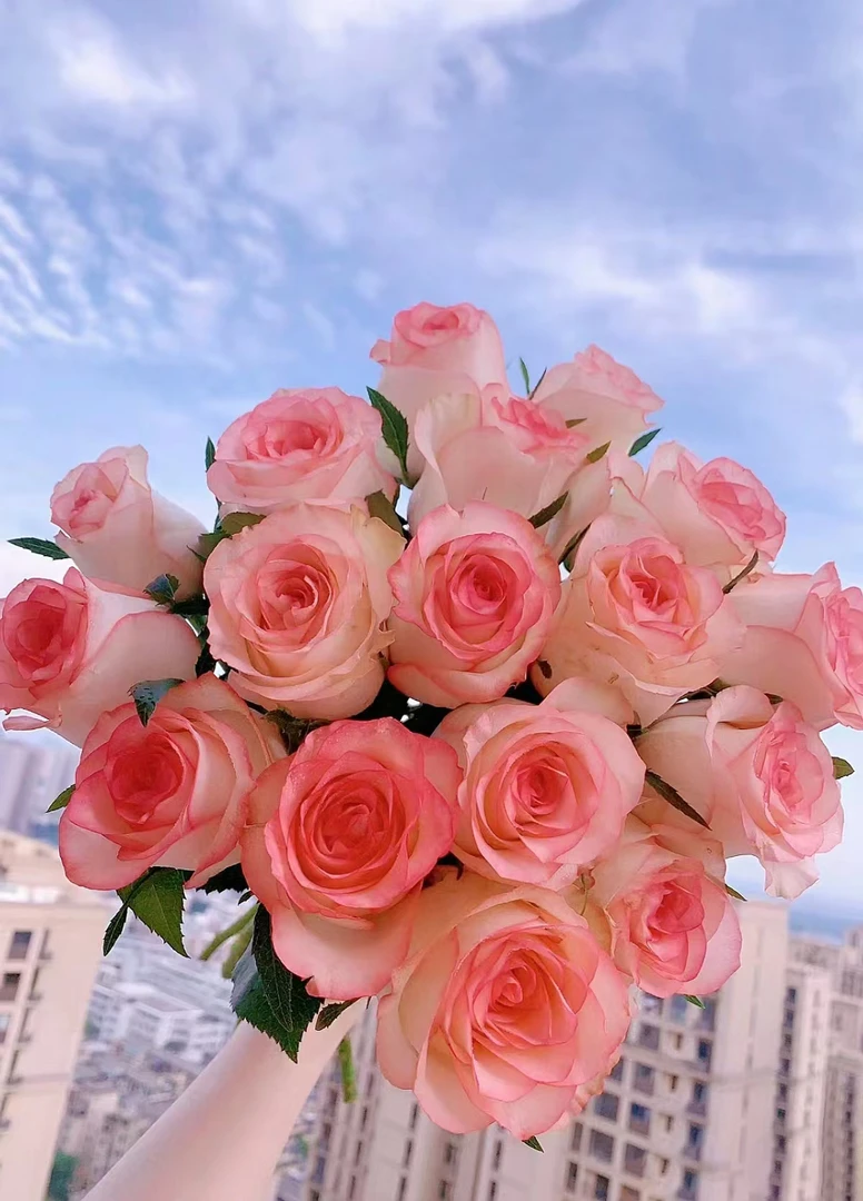 【梦金鹏】艾莎公主A级 一单普通快递 两单顺丰冷链 基地现采现发