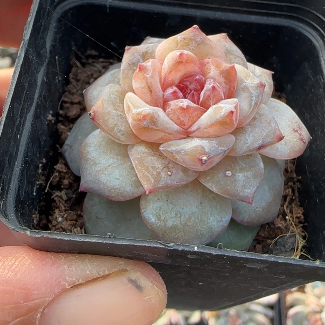 小卡拉米糖心一物一拍