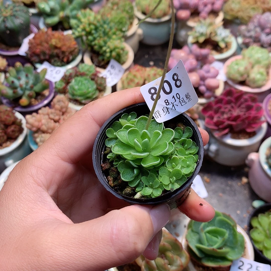 精控拇指盆8.10808