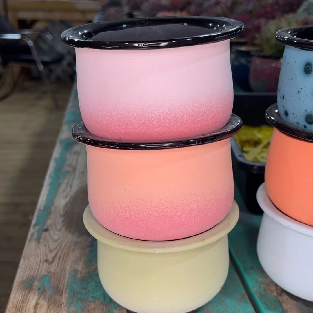 从前慢多肉精选编号1231.200