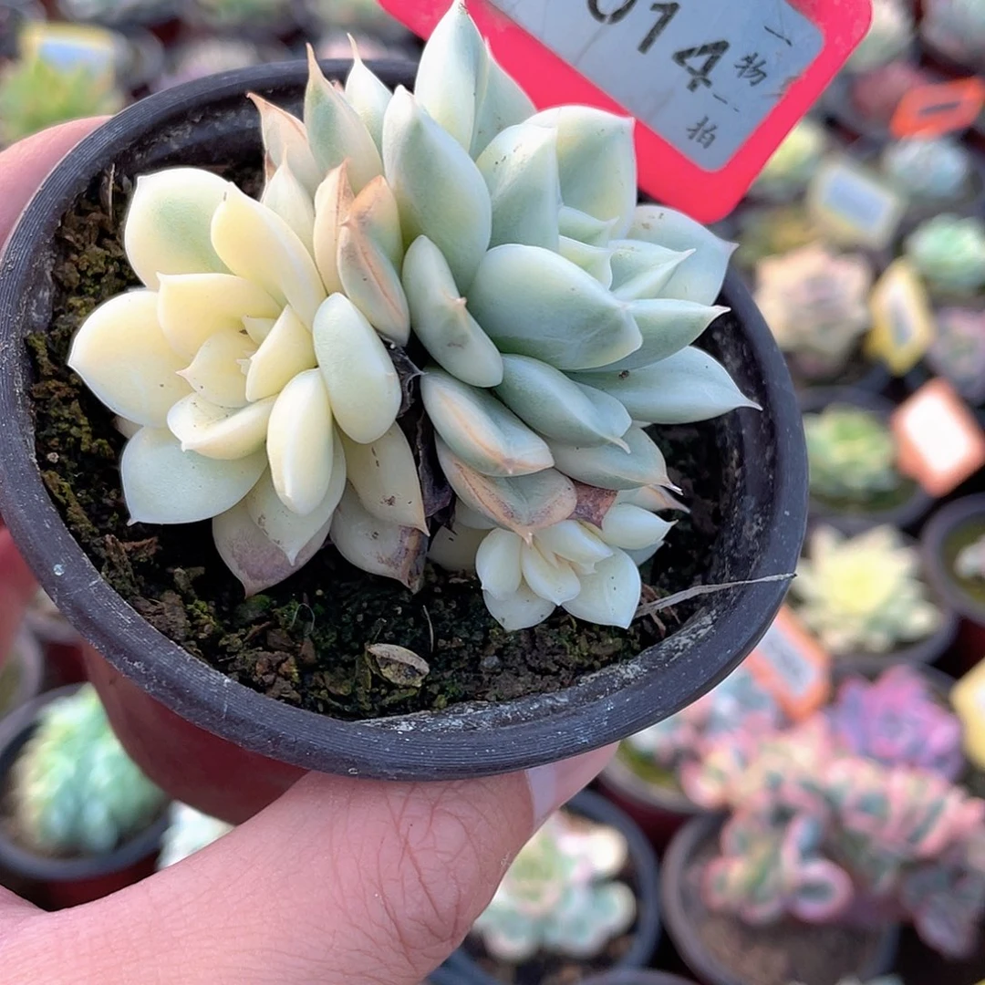 月亮锦群1014号多肉