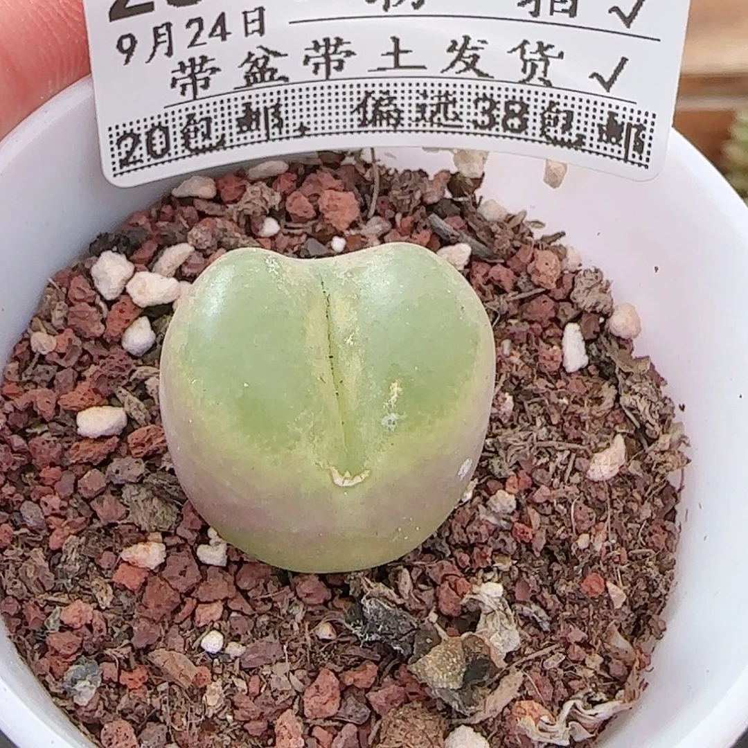 多肉0924--283毛汗尼