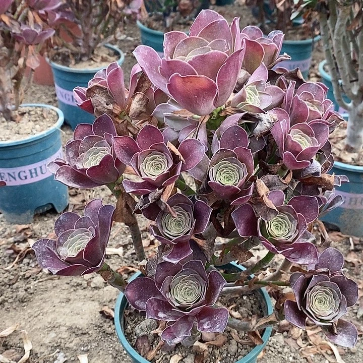 魅金玫瑰多肉植物024