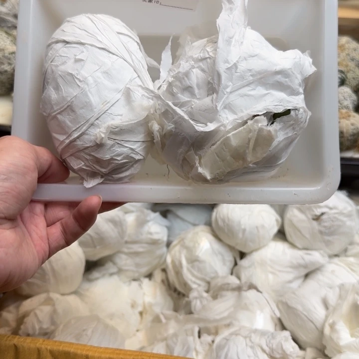 兜星球仙人球896号