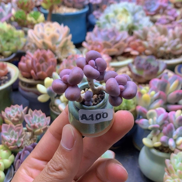 一物一拍含盆土满38包邮A100