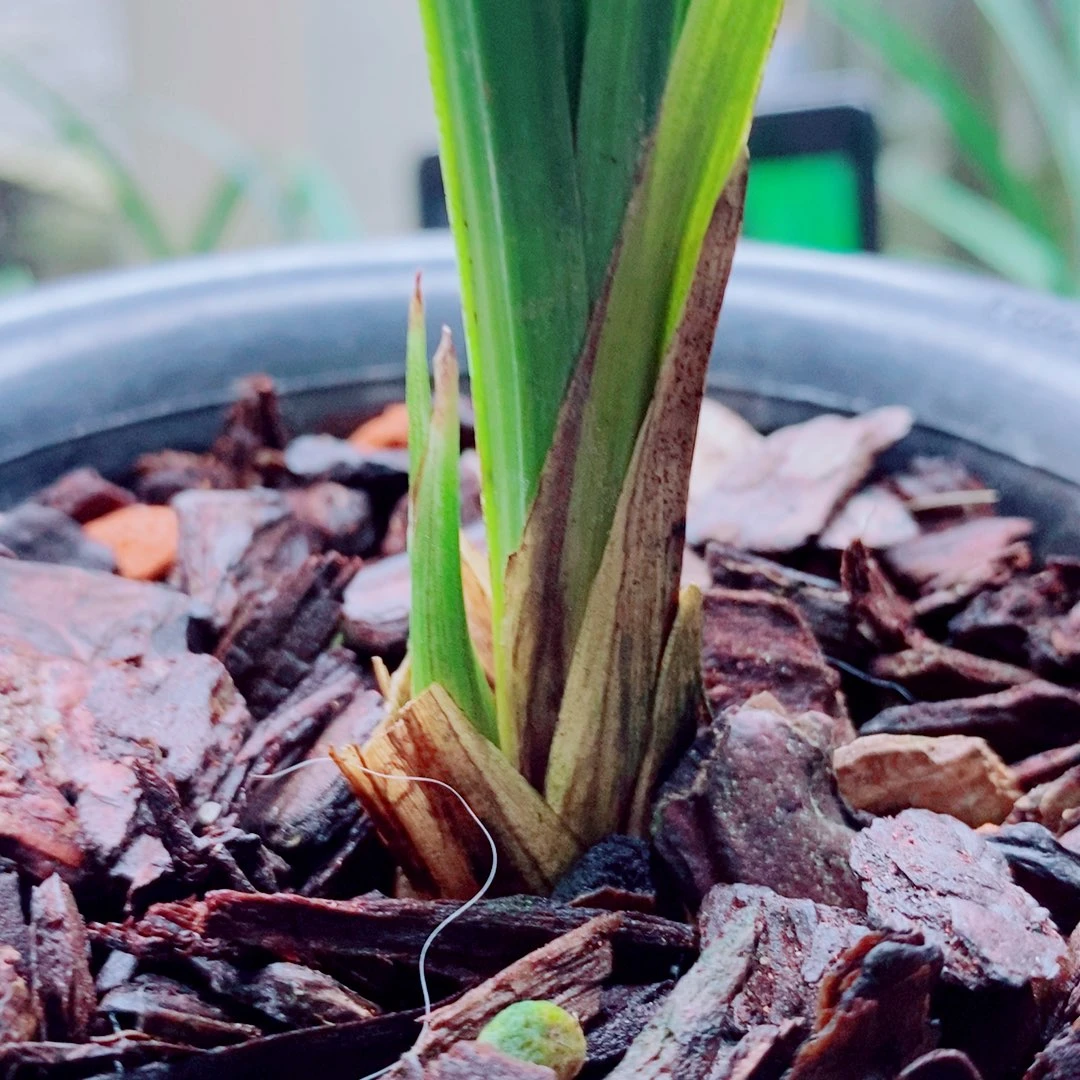当前无花栽培后可以开花