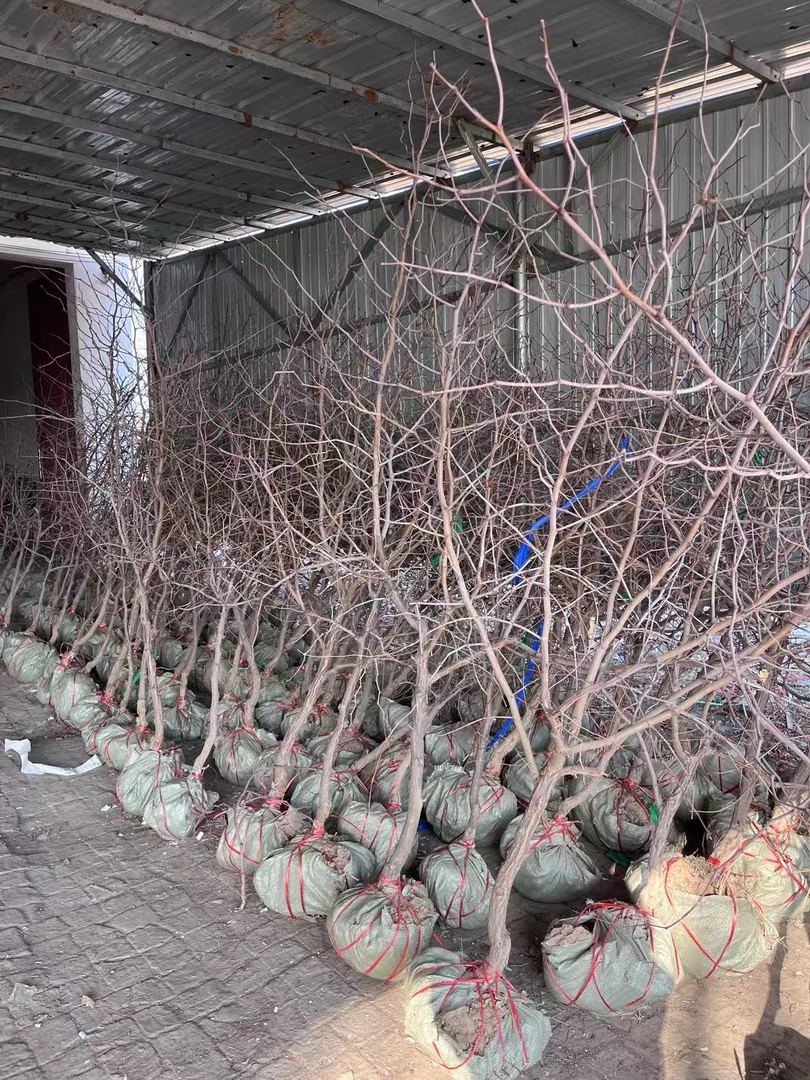 【三年油蟠冬枣树苗】冬枣树苗