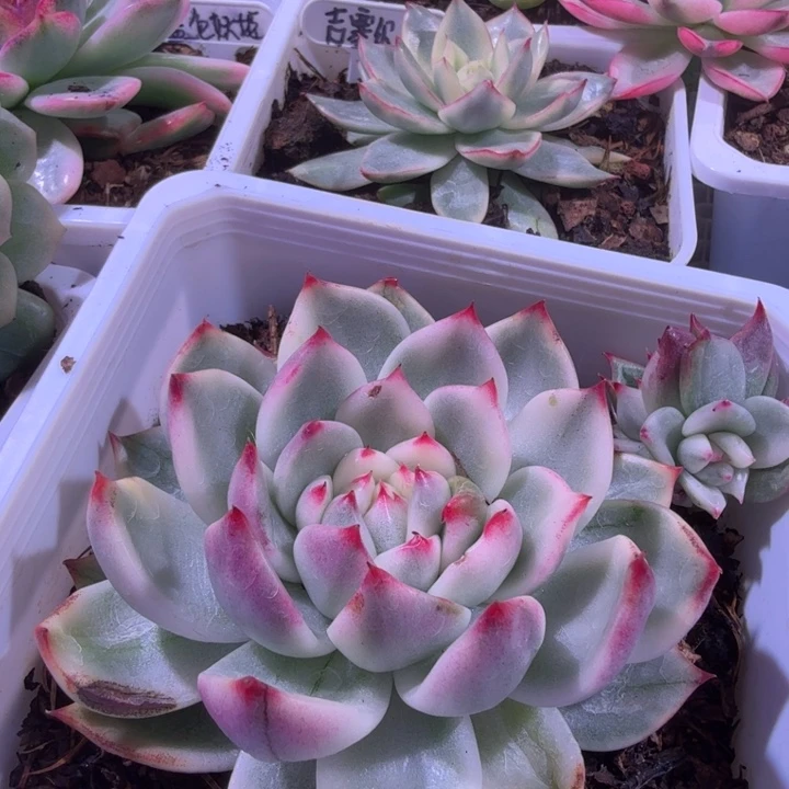 东云锦多肉植物一物一拍