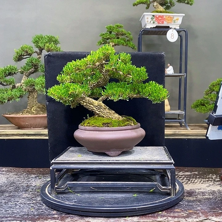 无花朵黄杨盆景四季常青