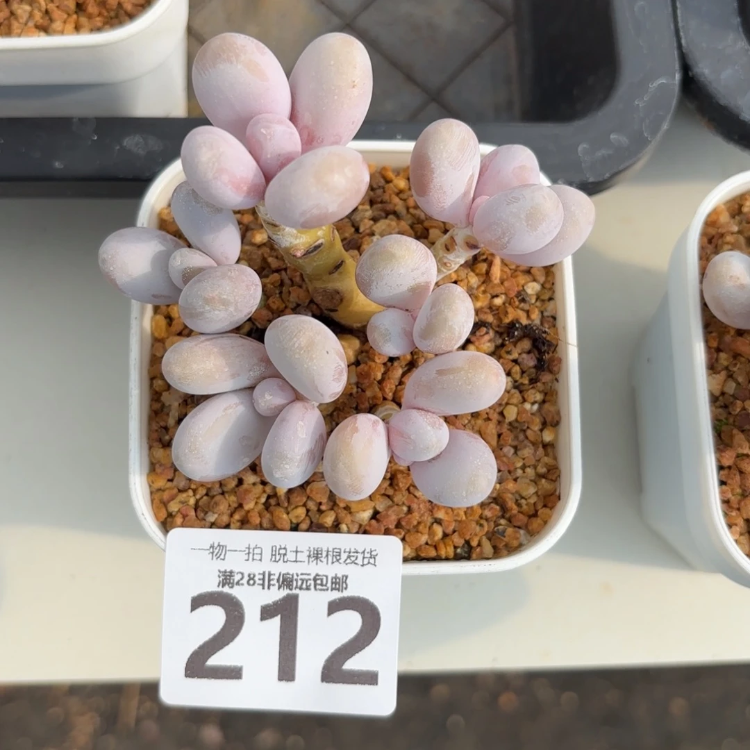 芭比奶老桩无盆土发货