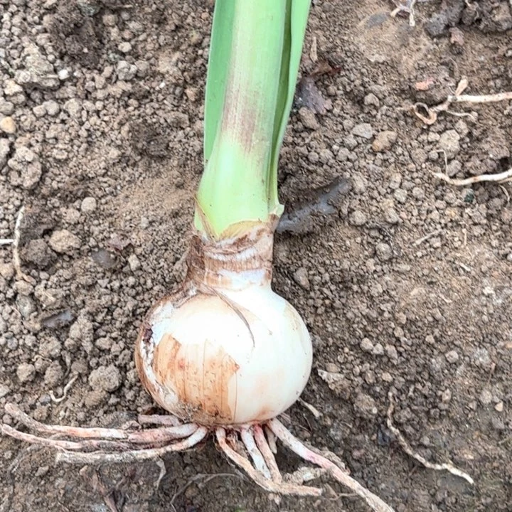 无花朵品种盲盒开花不售后