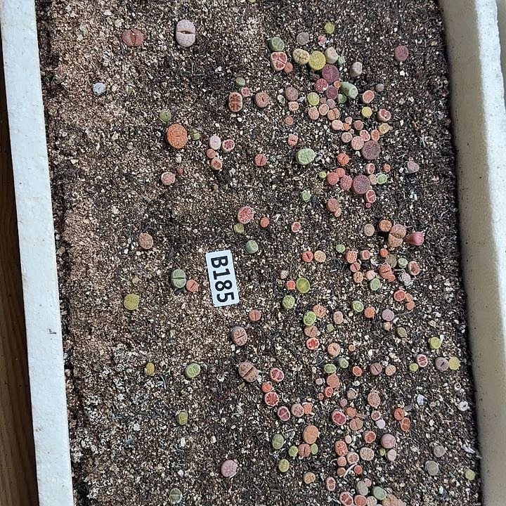 生185石花整框脱土发货不售后