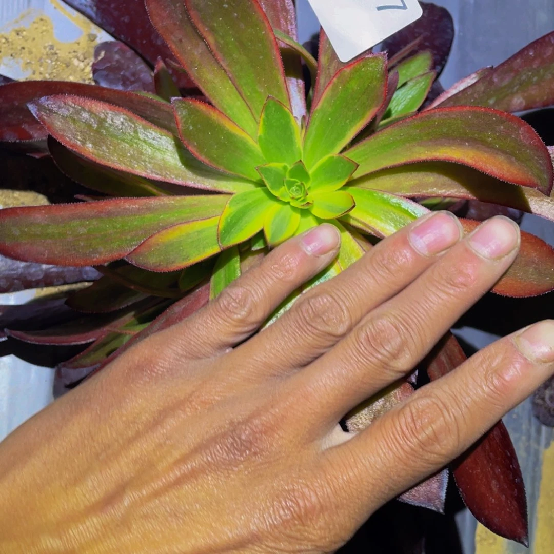 黄金多肉植物多肉177