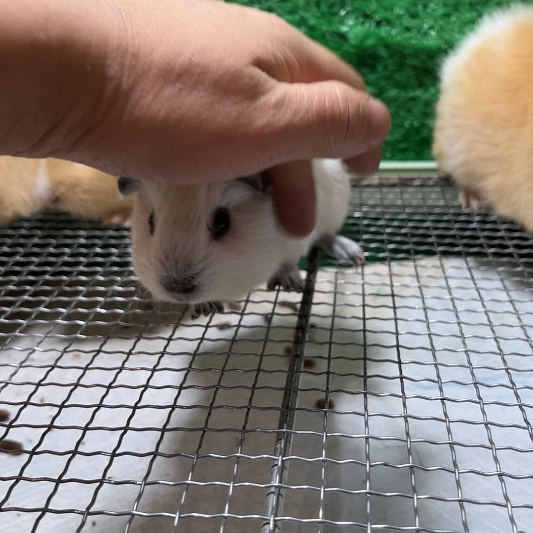 豚鼠白加州弟弟一物一拍