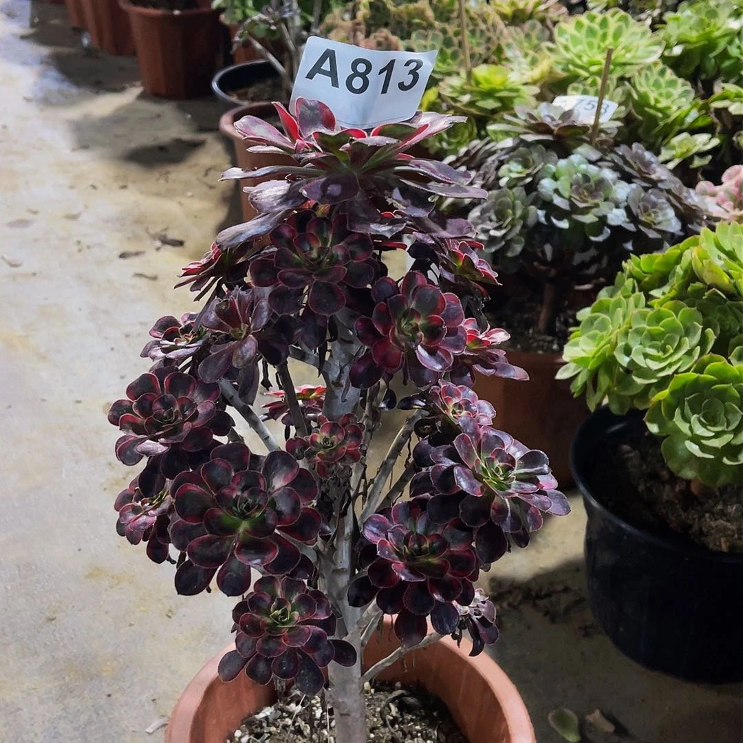 香袋儿813福利拖土