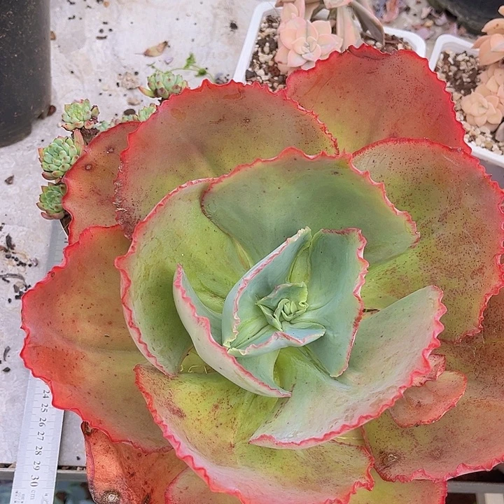 蓝色妖姬2120多肉植物