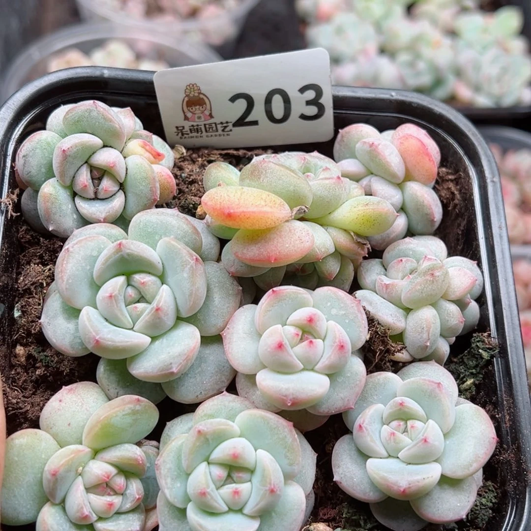 多肉植物多肉植物