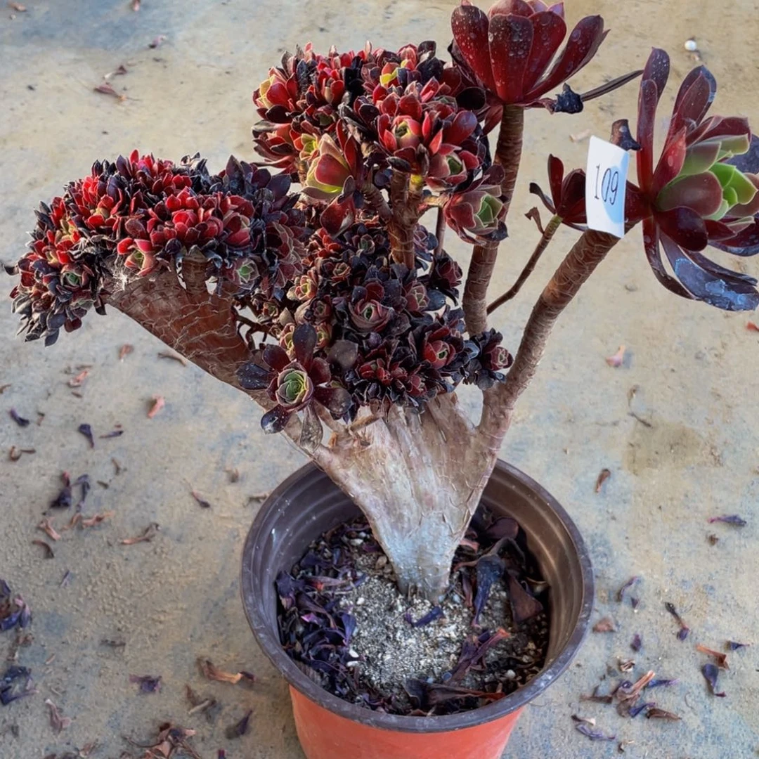 109号欧紫朵朵微瑕