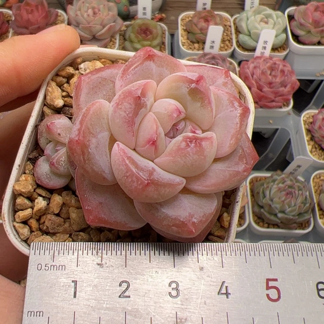 唯***?171 多肉植物组合盆栽