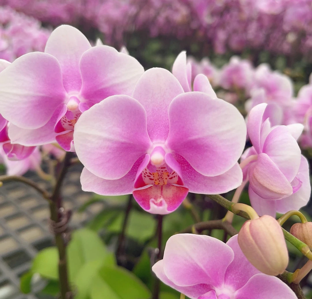 05【糖果】3.0寸中小花型.精品蝴蝶兰