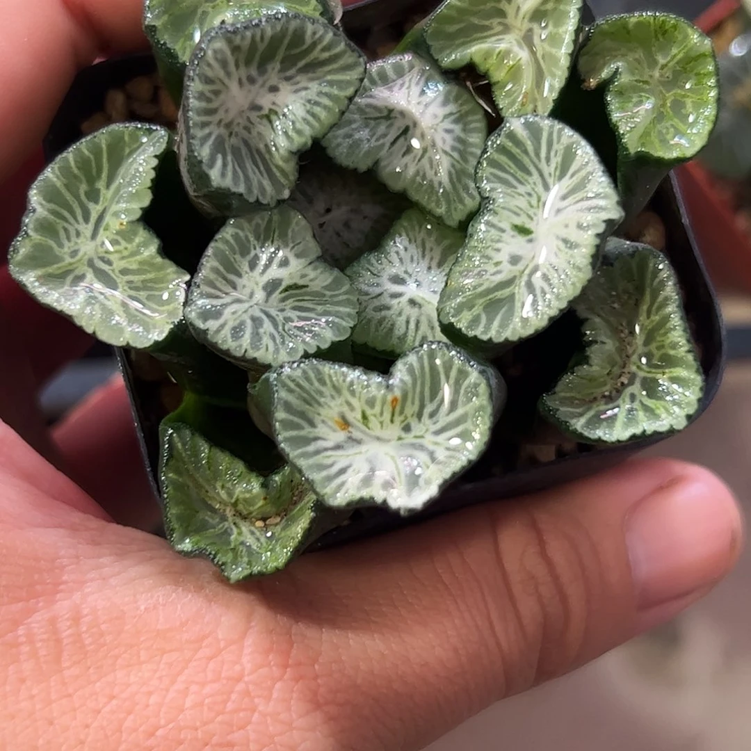 白妙十二卷十二卷