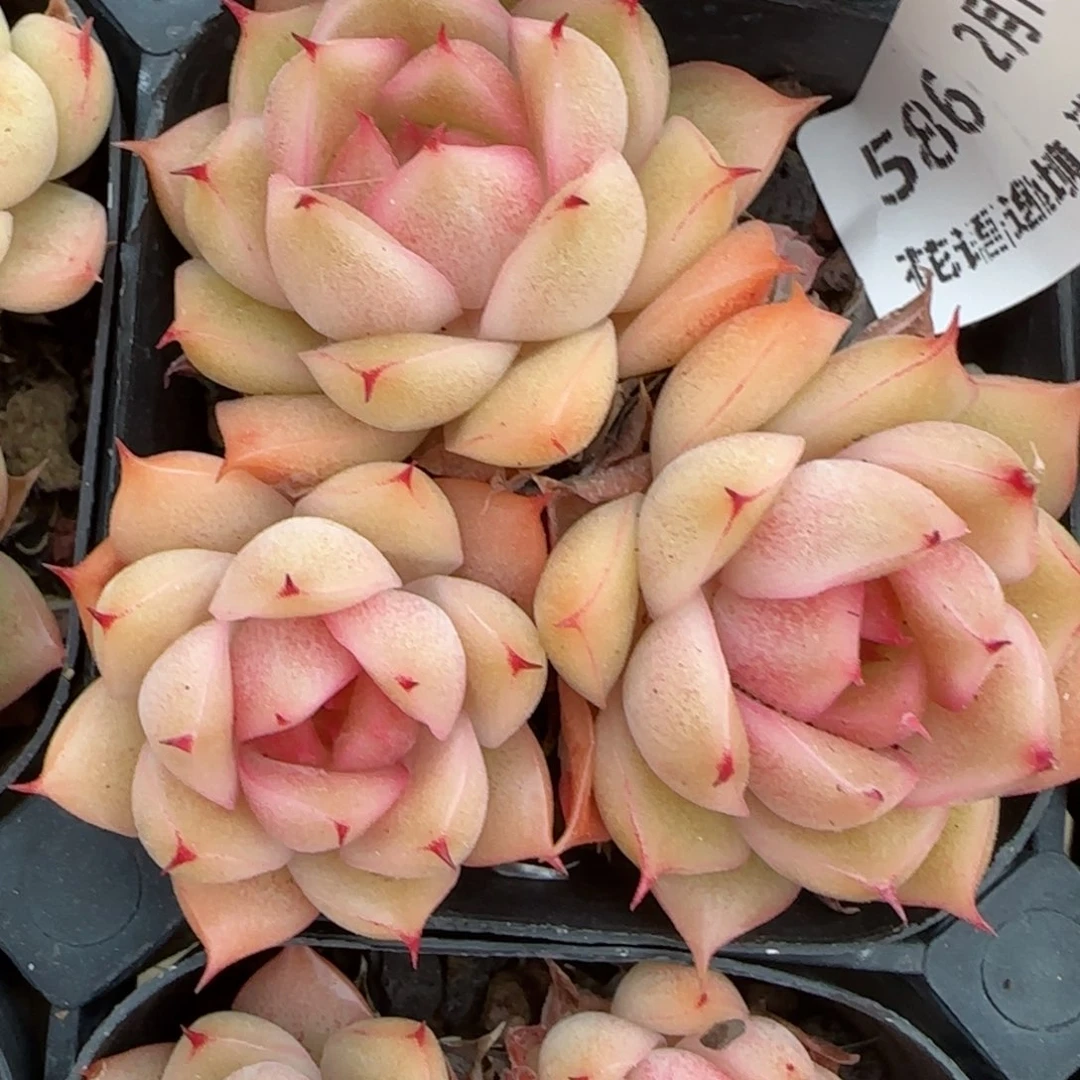 子*花语逸境0216-586散